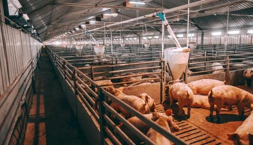 豬肉價格下行,豬飼料添加劑生產商美農生物擬ipo大幅擴產,能消化嗎?