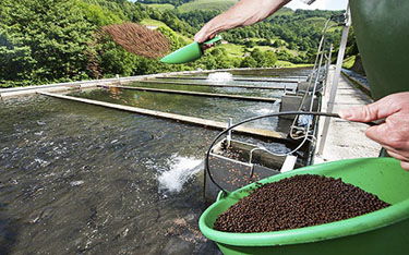 水產飼料市場行情 水產飼料的加工工藝進展趨勢