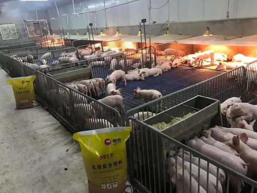 迎戰(zhàn)春節(jié),傲農(nóng)飼料人爭分奪秒忙生產(chǎn),火力全開保供給